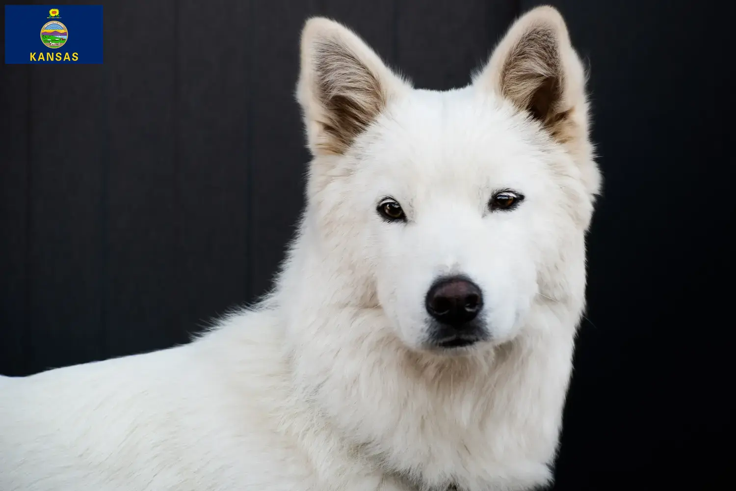 Korea Jindo Dog puppies and breeders Kansas Find a Korea Jindo Dogs breeder in Kansas here.