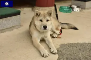 Read more about the article Korea Jindo Dog breeders and puppies in Kentucky