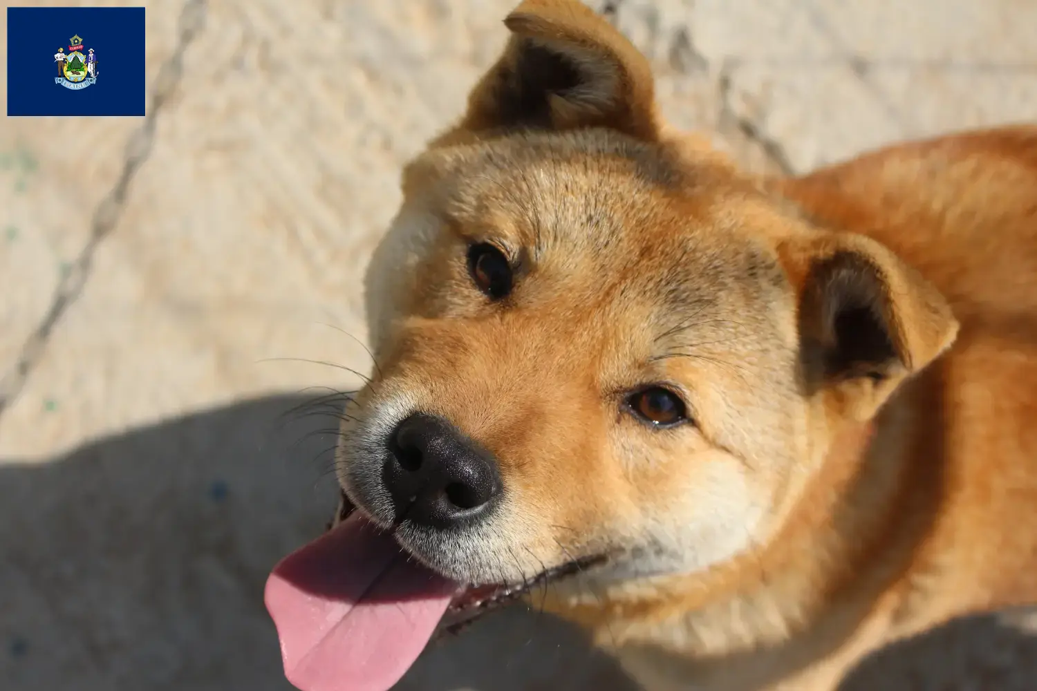 Read more about the article Korea Jindo Dog breeders and puppies in Maine