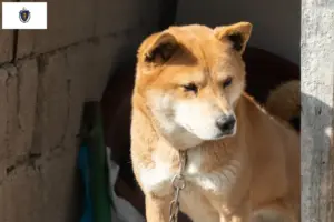 Read more about the article Korea Jindo Dog Breeders and Puppies in Massachusetts