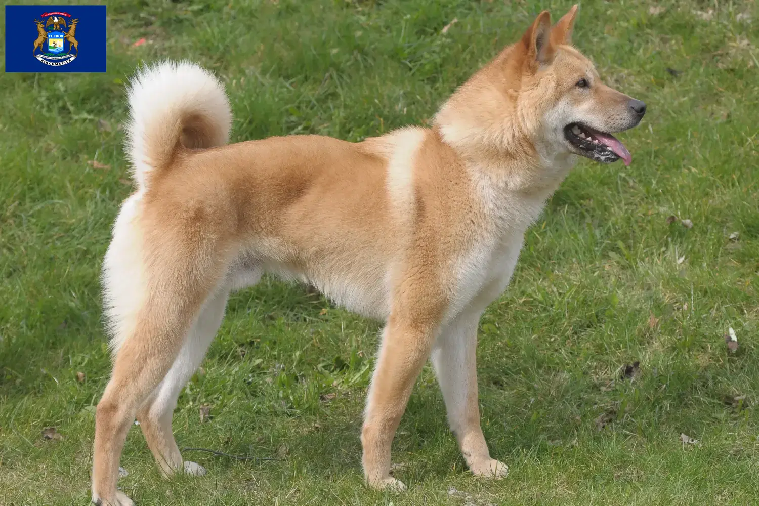 Korea Jindo Dog puppies and breeders Michigan Find a Korea Jindo Dogs breeder in Michigan.