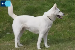Read more about the article Korea Jindo Dog breeders and puppies in Minnesota