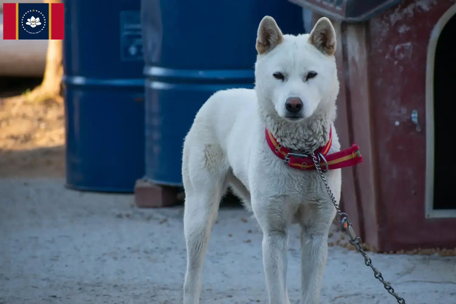Read more about the article Korea Jindo Dog breeders and puppies in Mississippi