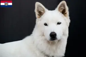 Read more about the article Korea Jindo Dog breeders and puppies in Missouri