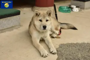 Read more about the article Korea Jindo Dog breeders and puppies in Montana