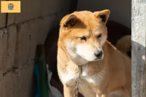 Read more about the article Korea Jindo Dog Breeder and Puppies in New Jersey