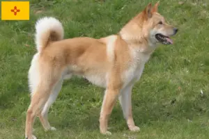 Read more about the article Korea Jindo Dog Breeder and Puppies in New Mexico