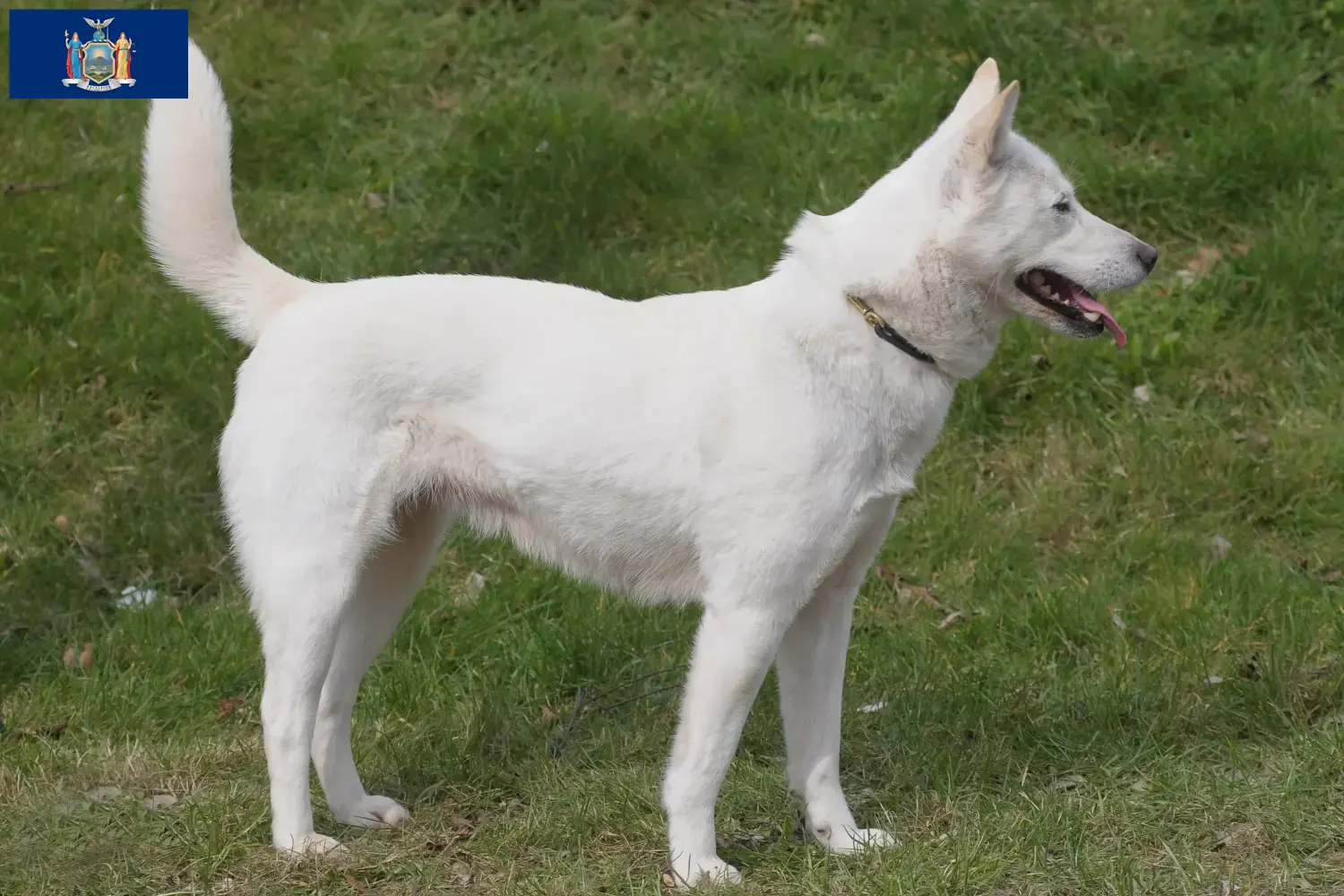 Read more about the article Korea Jindo Dog Breeder and Puppies in New York