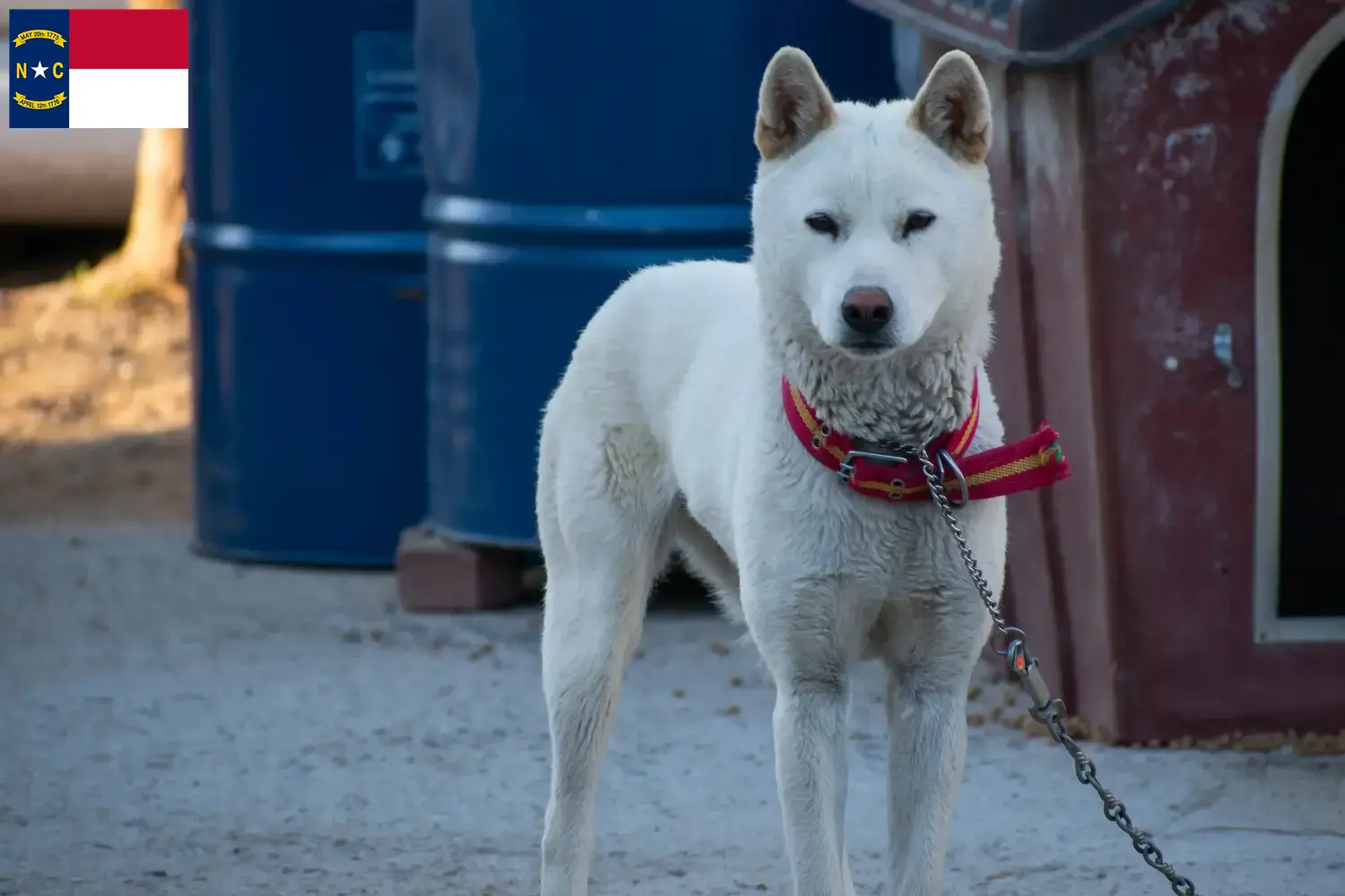 Read more about the article Korea Jindo Dog breeders and puppies in North Carolina