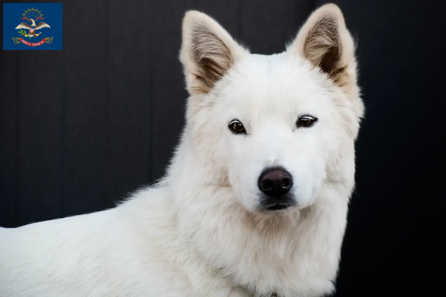 Read more about the article Korea Jindo Dog breeders and puppies in North Dakota