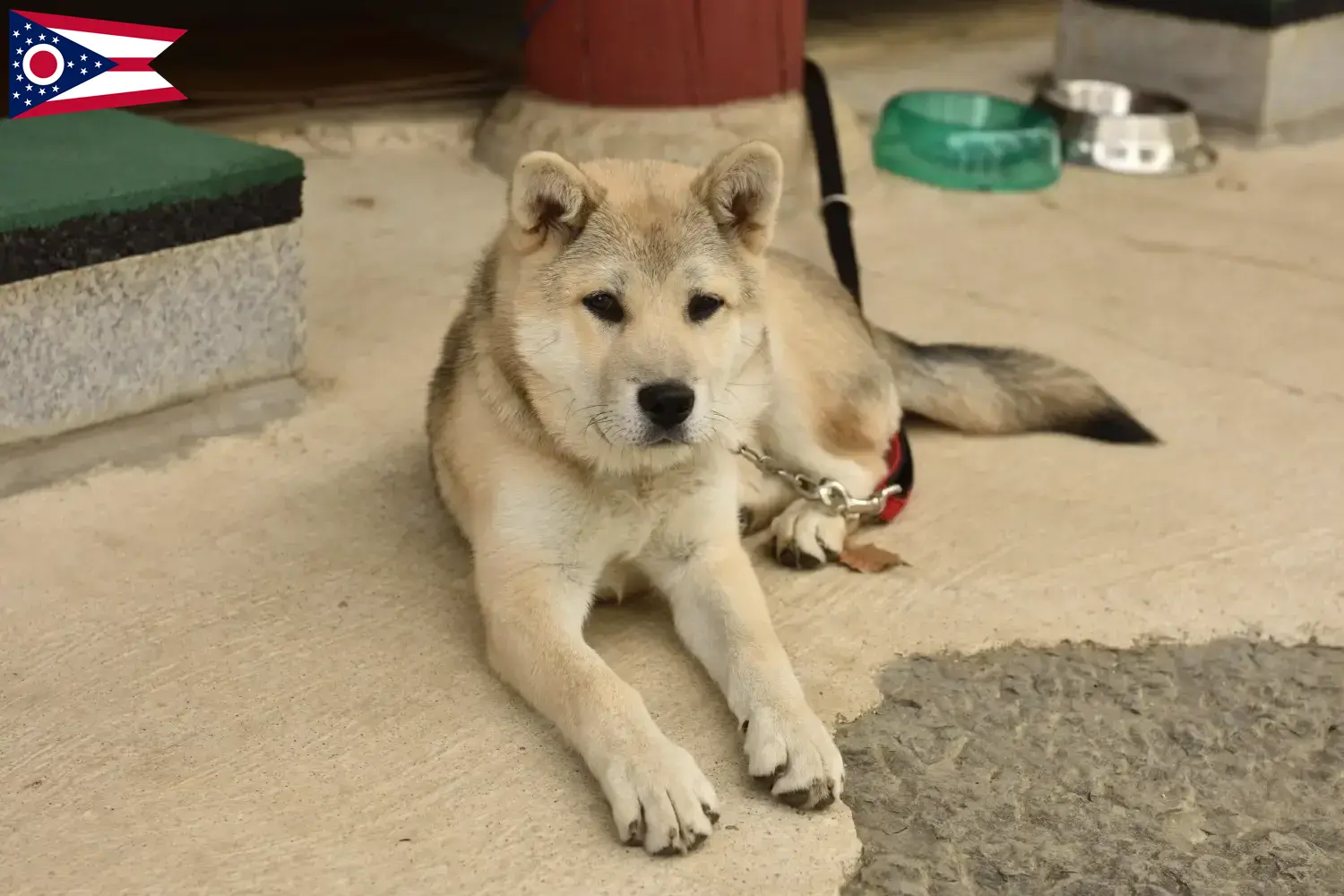 Read more about the article Korea Jindo Dog breeders and puppies in Ohio