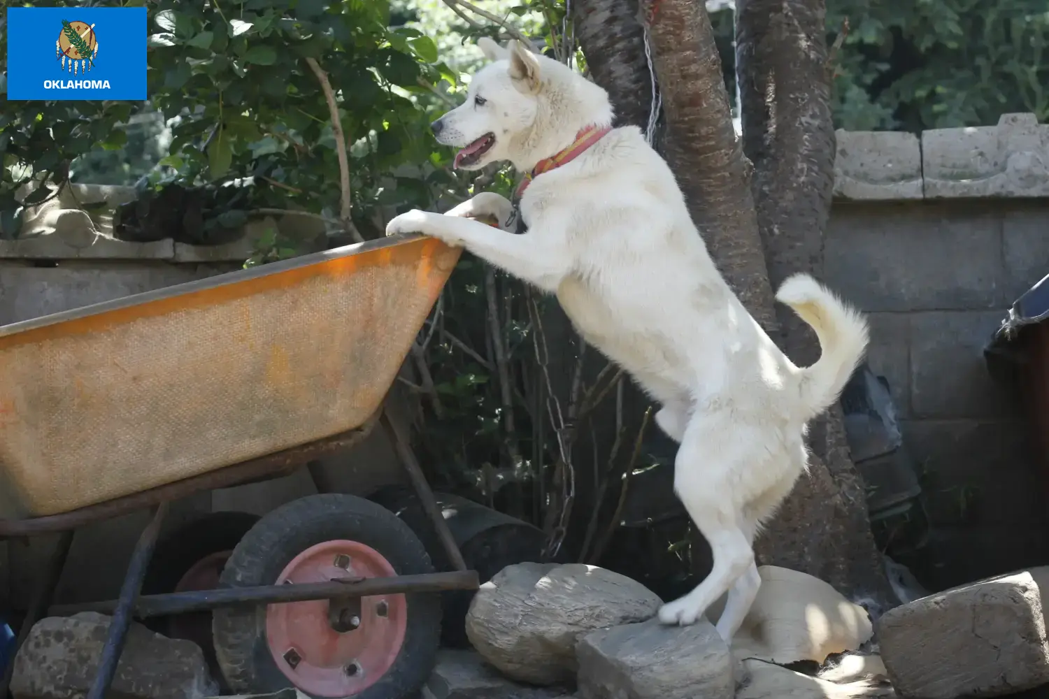 Read more about the article Korea Jindo Dog breeders and puppies in Oklahoma