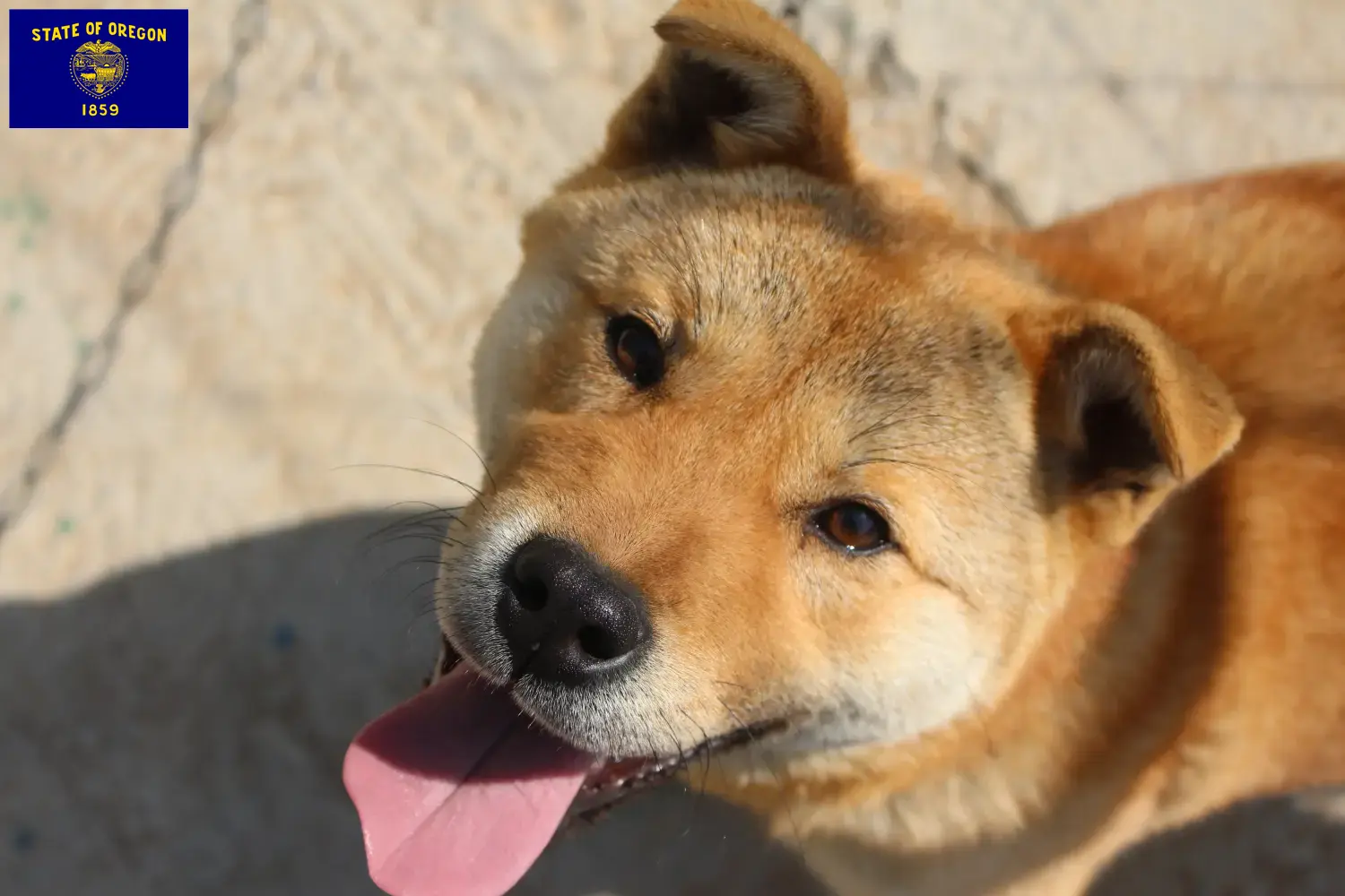 Read more about the article Korea Jindo Dog breeders and puppies in Oregon