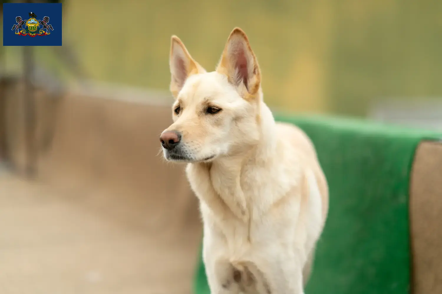 Read more about the article Korea Jindo Dog Breeder and Puppies in Pennsylvania