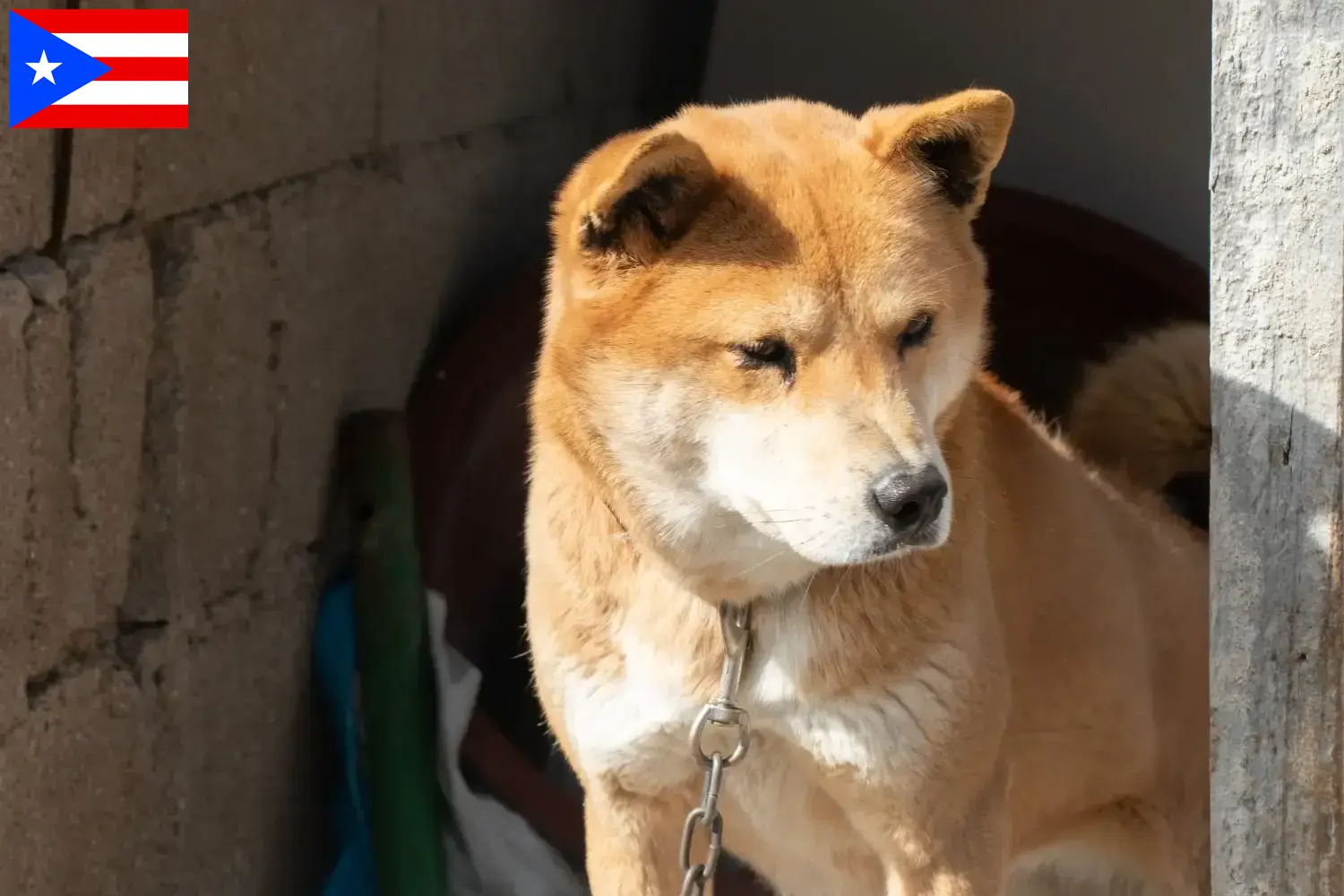 Read more about the article Korea Jindo Dog breeders and puppies in Puerto Rico