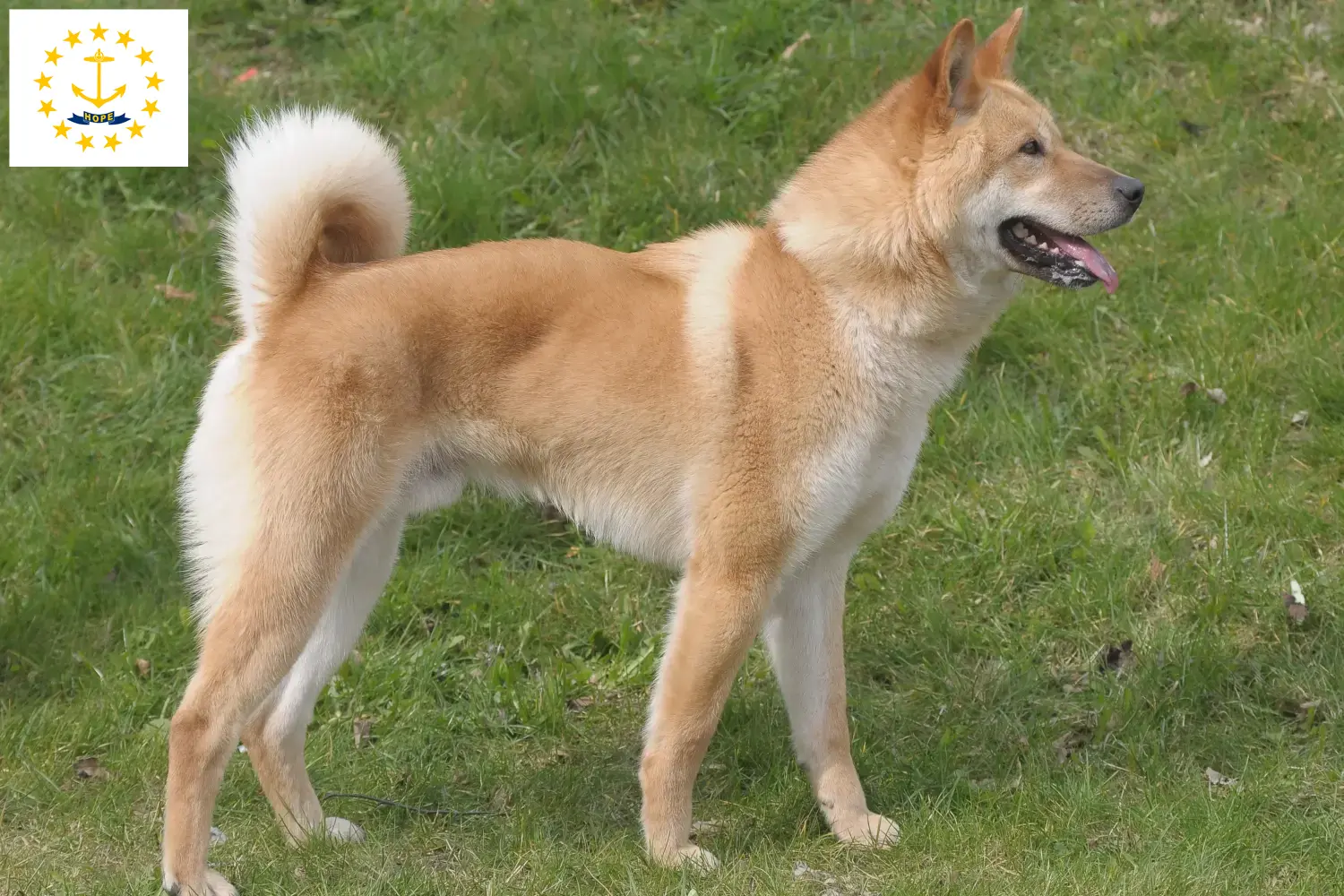 Read more about the article Korea Jindo Dog Breeders and Puppies in Rhode Island