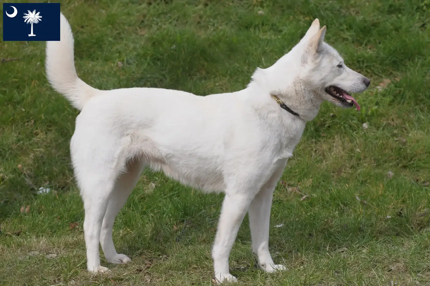 Read more about the article Korea Jindo Dog breeders and puppies in South Carolina