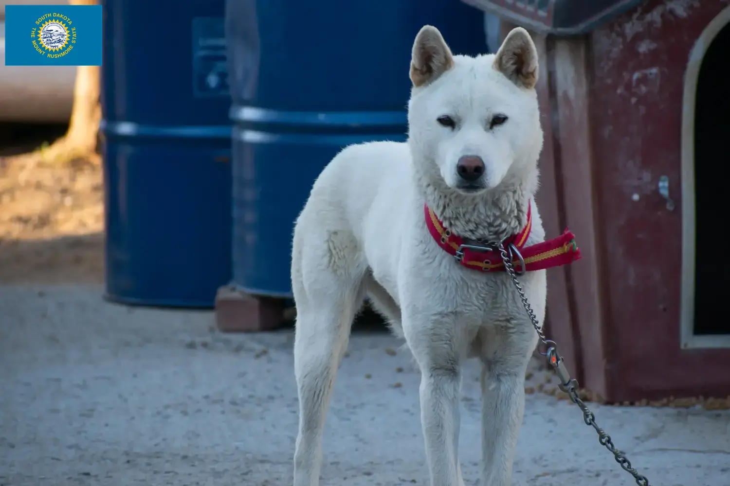 Read more about the article Korea Jindo Dog breeders and puppies in South Dakota