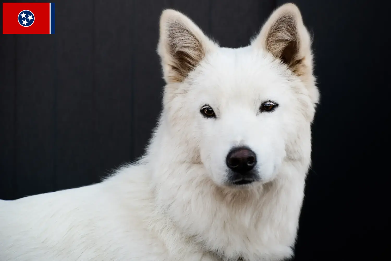 Read more about the article Korea Jindo Dog breeders and puppies in Tennessee