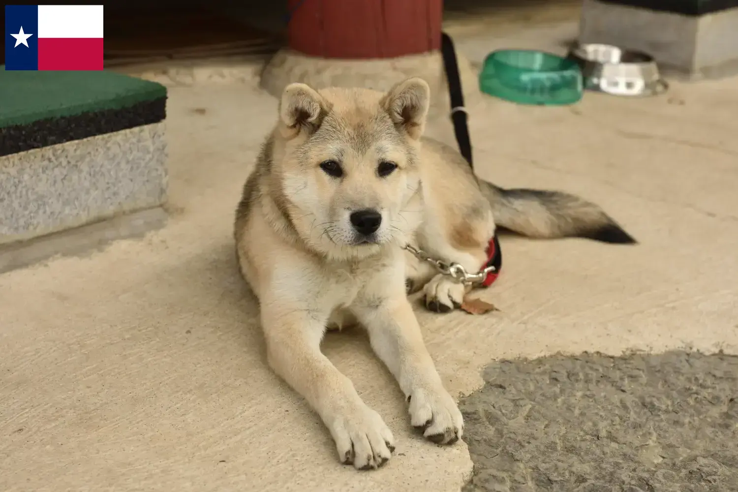 Read more about the article Korea Jindo Dog breeders and puppies in Texas