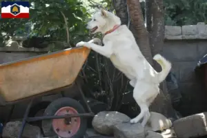 Read more about the article Korea Jindo Dog breeders and puppies in Utah