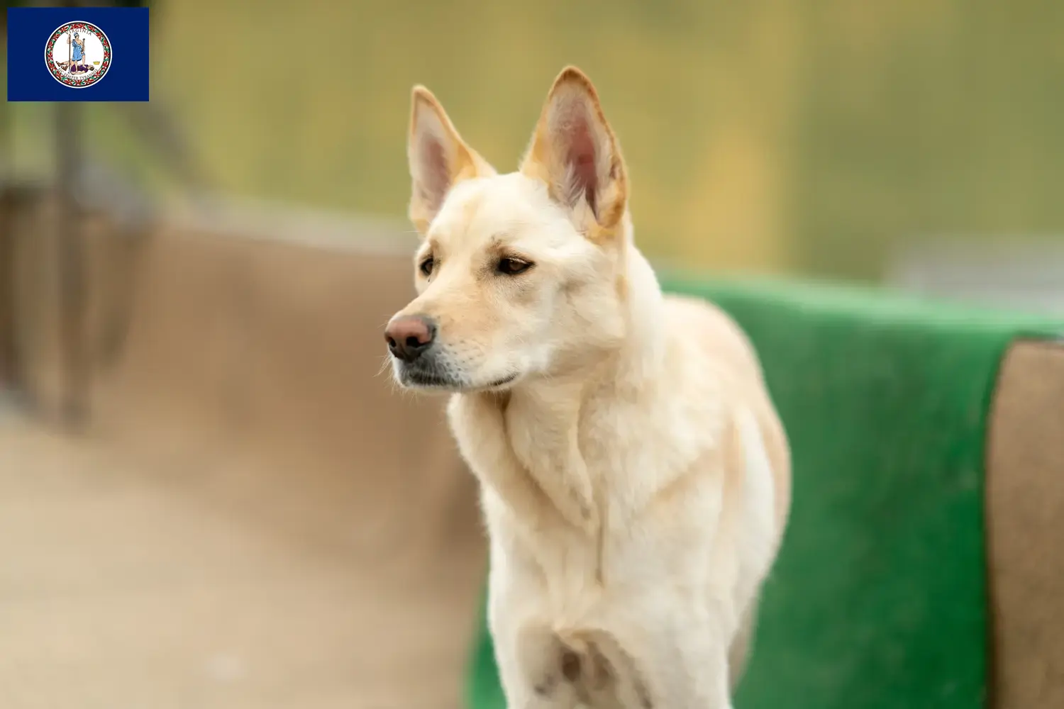 Read more about the article Korea Jindo Dog breeders and puppies in Virginia