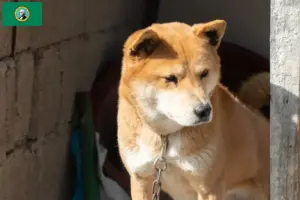 Read more about the article Korea Jindo Dog breeders and puppies in Washington