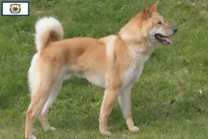 Read more about the article Korea Jindo Dog breeders and puppies in West Virginia