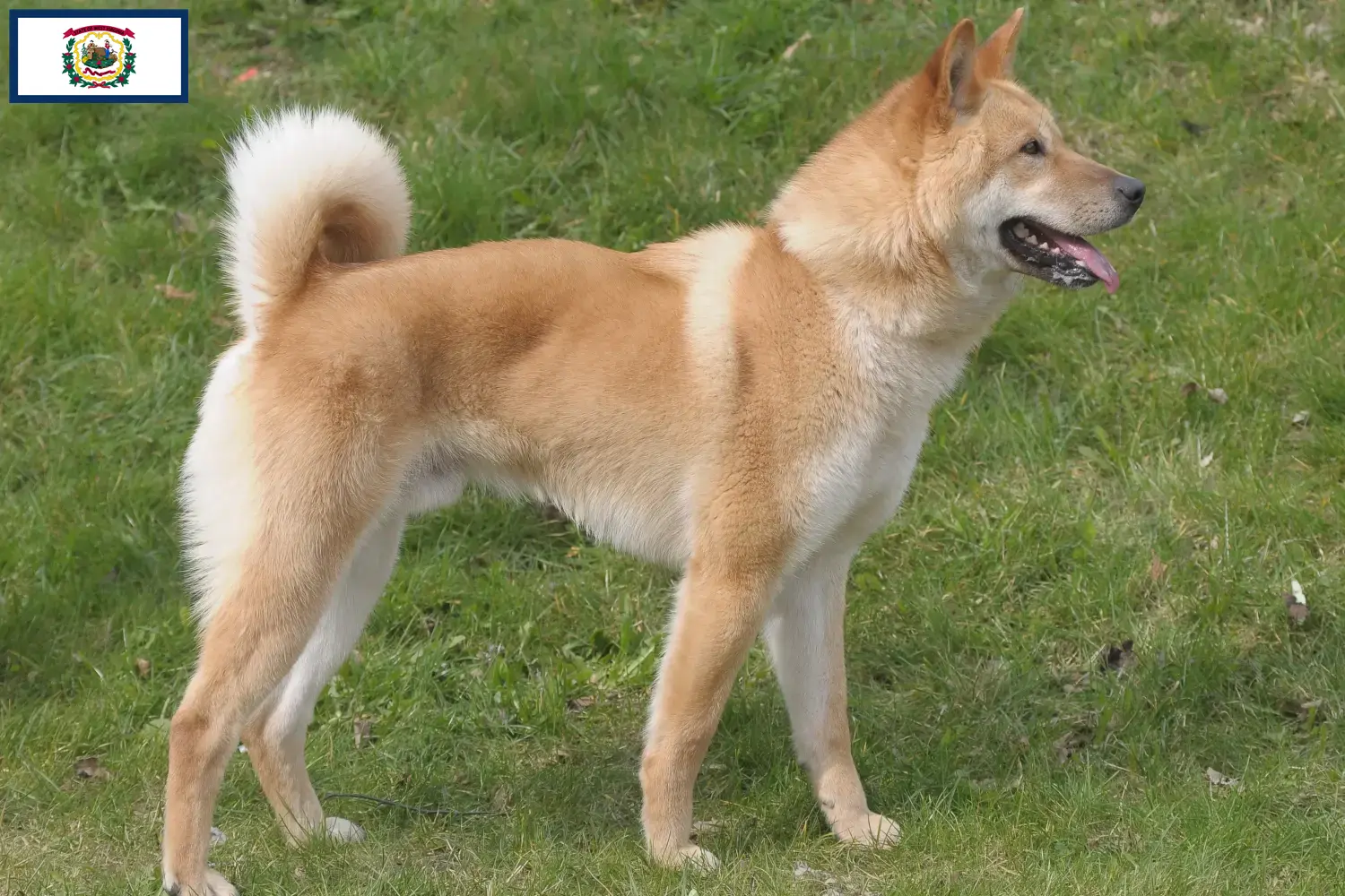 Read more about the article Korea Jindo Dog breeders and puppies in West Virginia