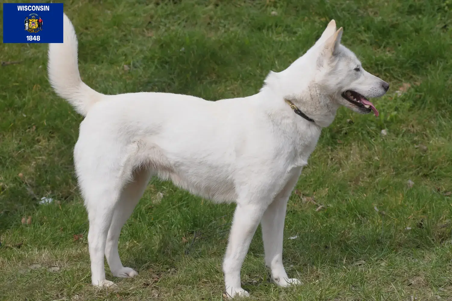 Read more about the article Korea Jindo Dog breeders and puppies in Wisconsin