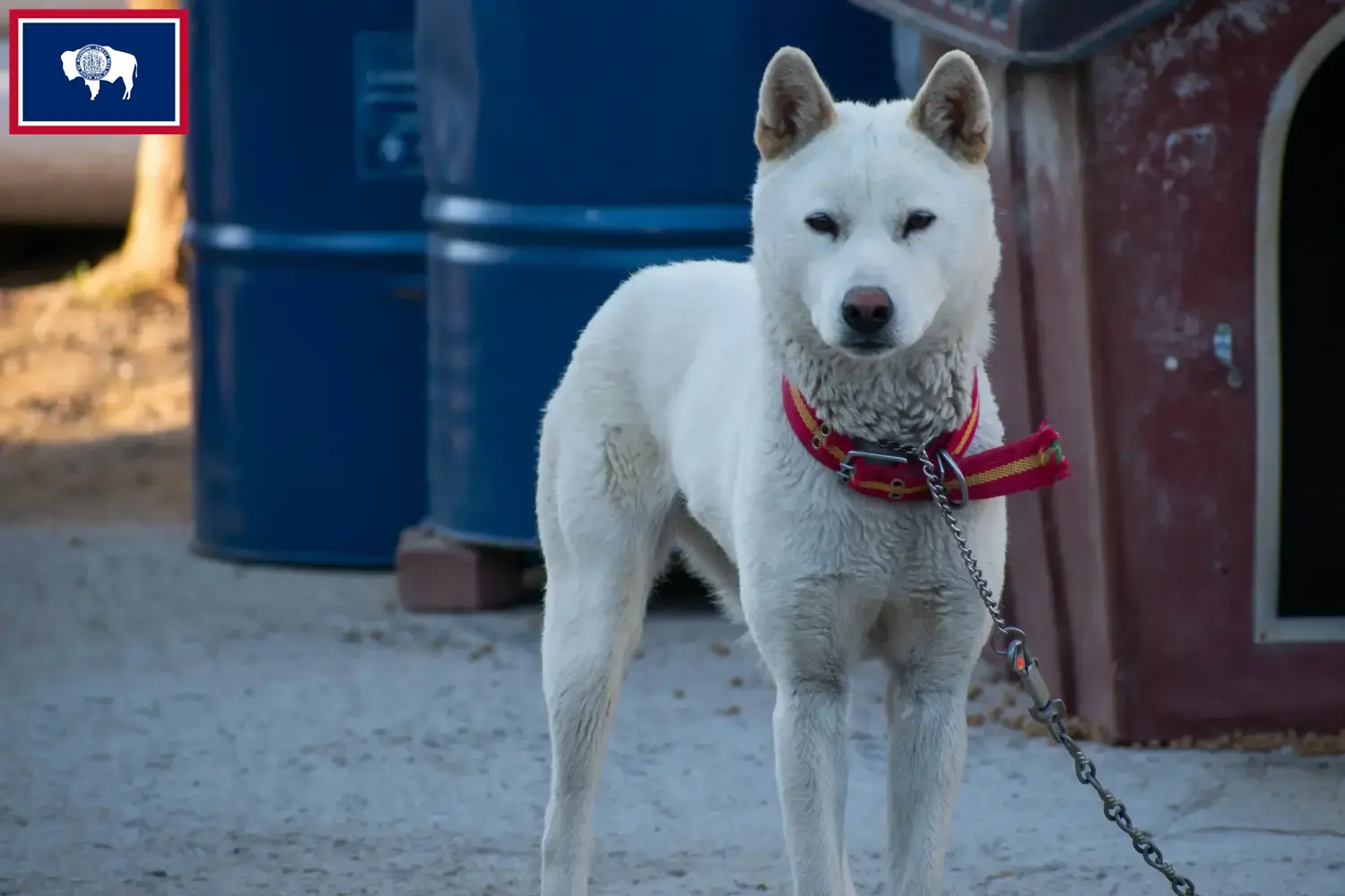 Read more about the article Korea Jindo Dog breeders and puppies in Wyoming