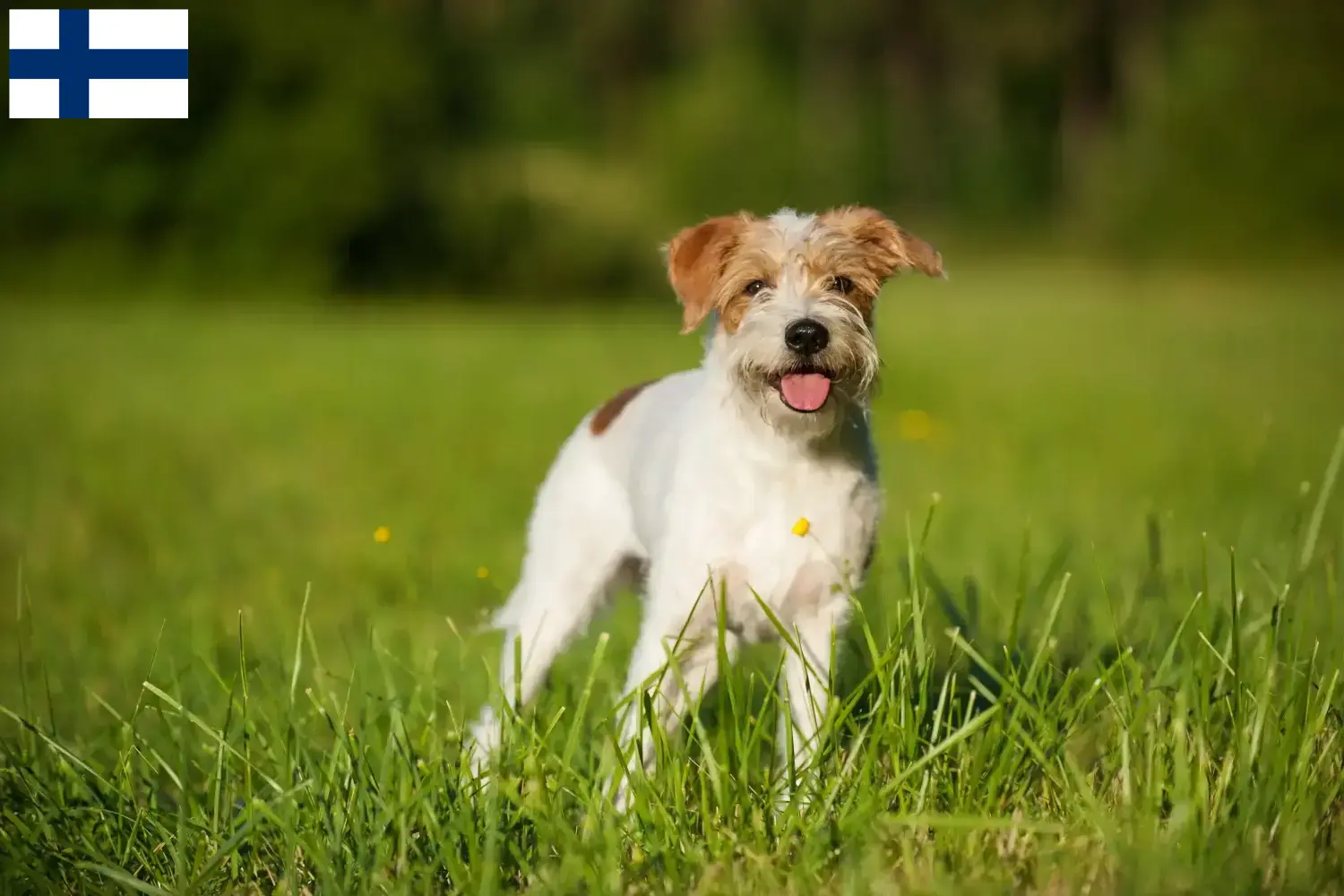 Read more about the article Kromfohrländer breeders and puppies in Finland