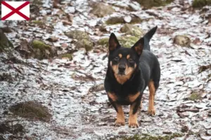 Read more about the article Lancashire Heeler breeders and puppies in Alabama
