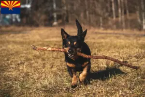 Read more about the article Lancashire Heeler breeders and puppies in Arizona