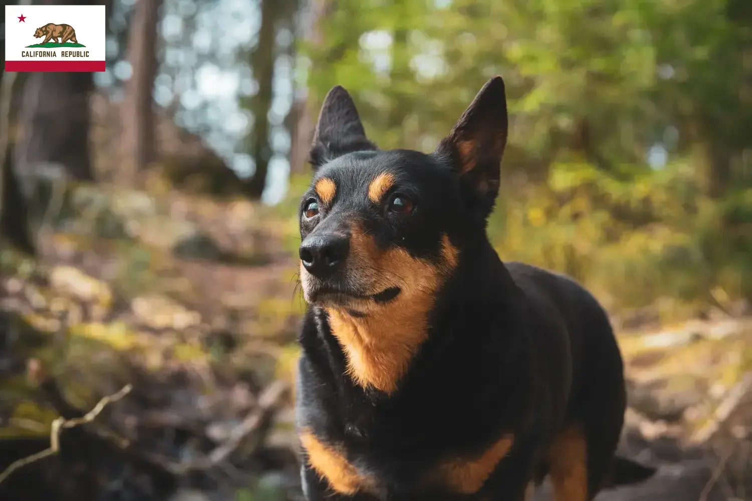 Lancashire Heeler puppies and breeders California Find Lancashire Heeler breeders in California.