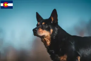 Read more about the article Lancashire Heeler breeders and puppies in Colorado