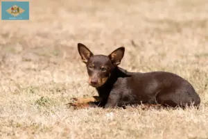 Read more about the article Lancashire Heeler breeders and puppies in Delaware