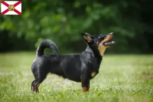 Read more about the article Lancashire Heeler breeders and puppies in Florida