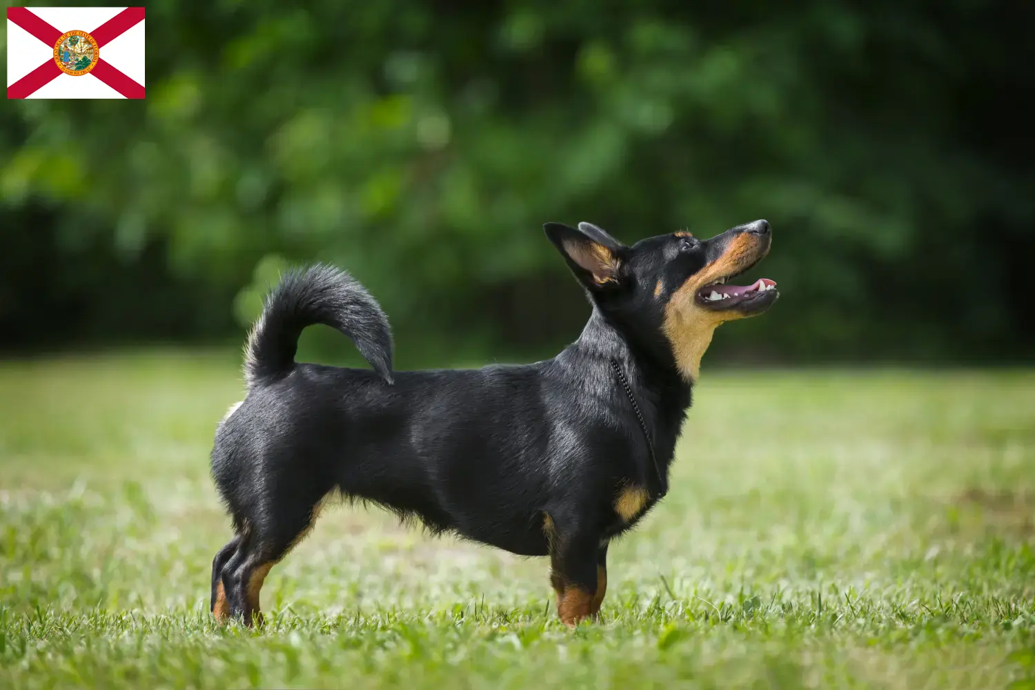 Lancashire Heeler puppies and breeders Florida Find Lancashire Heeler breeders in Florida here.