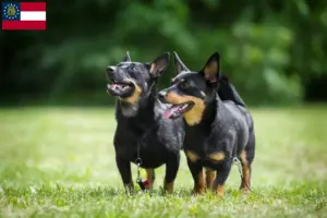 Read more about the article Lancashire Heeler breeders and puppies in Georgia