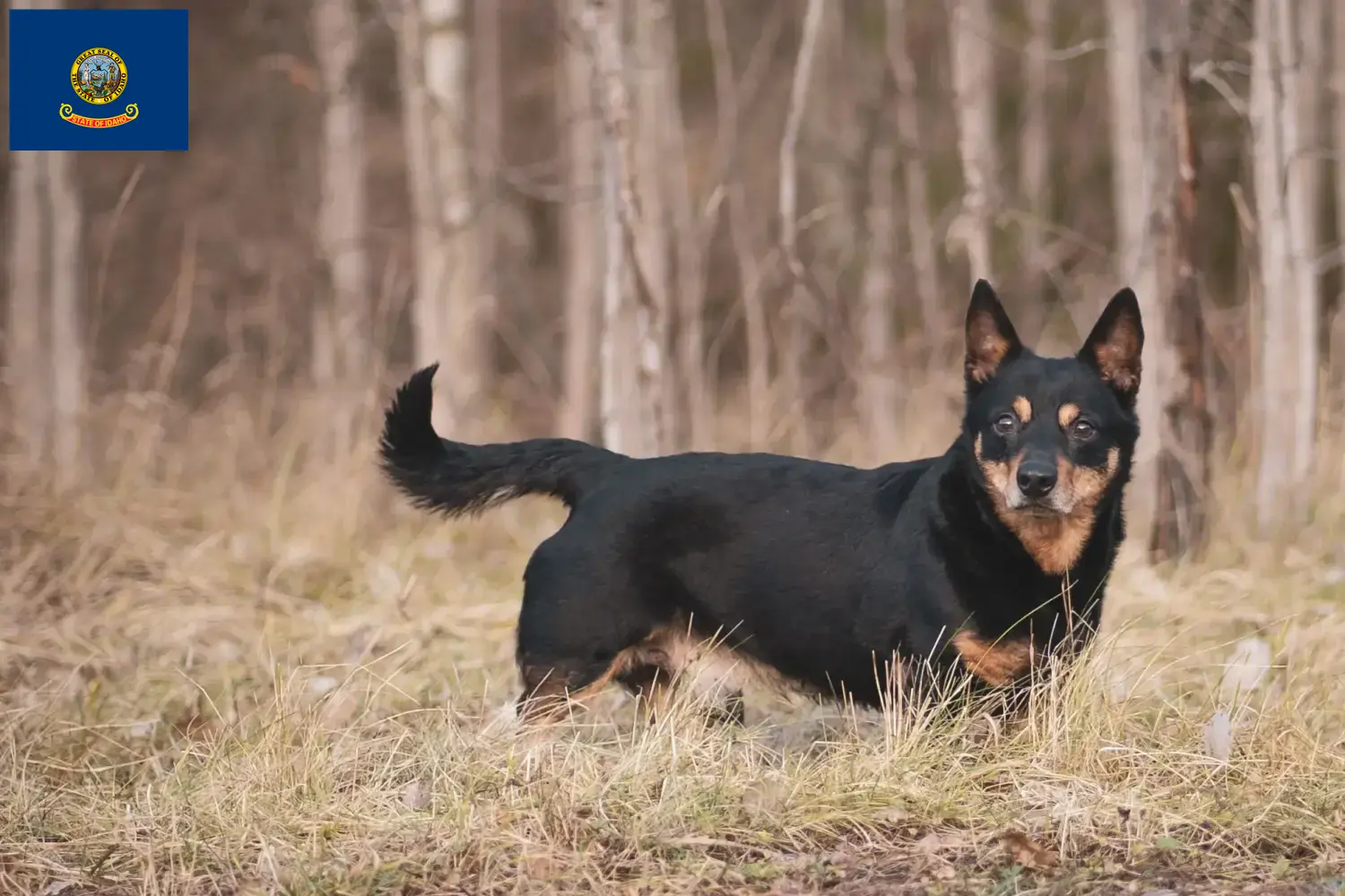 Read more about the article Lancashire Heeler breeders and puppies in Idaho