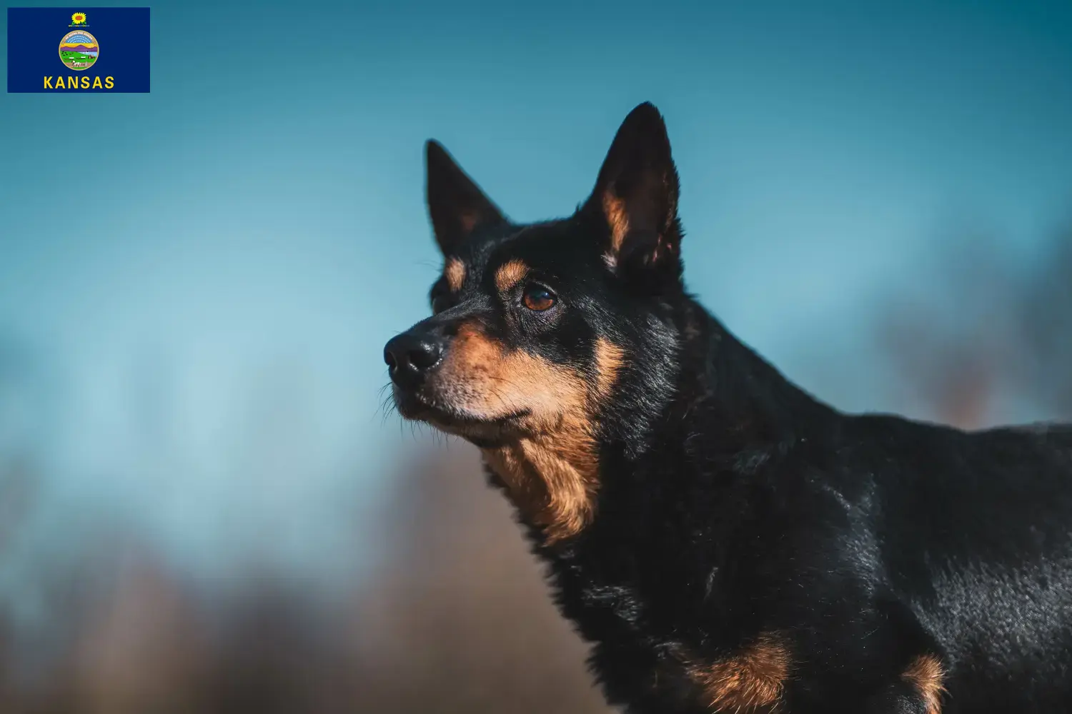 Read more about the article Lancashire Heeler breeders and puppies in Kansas