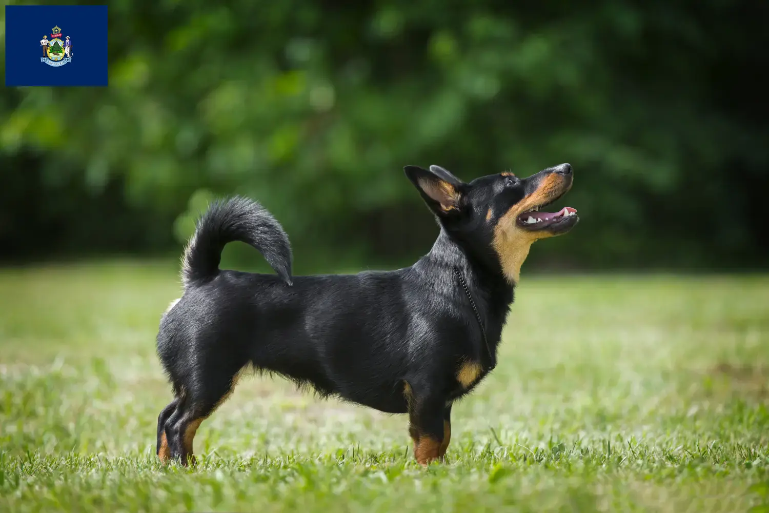 Read more about the article Lancashire Heeler breeders and puppies in Maine