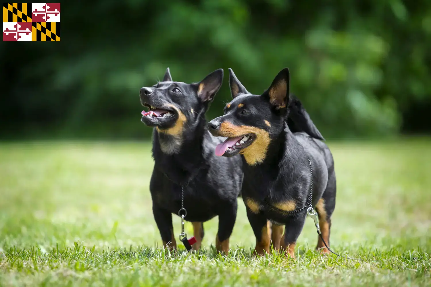 Read more about the article Lancashire Heeler breeders and puppies in Maryland