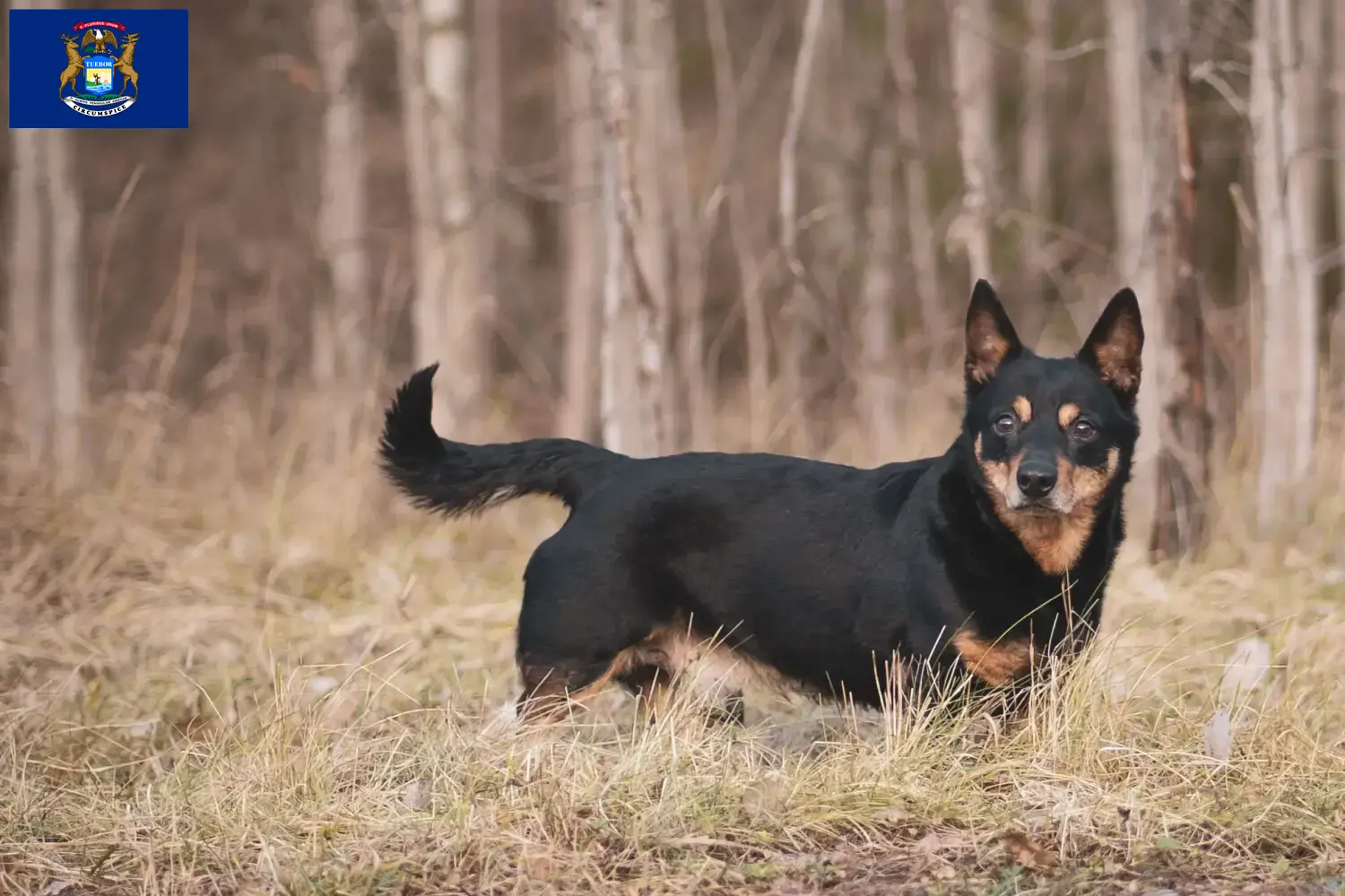 Read more about the article Lancashire Heeler breeders and puppies in Michigan