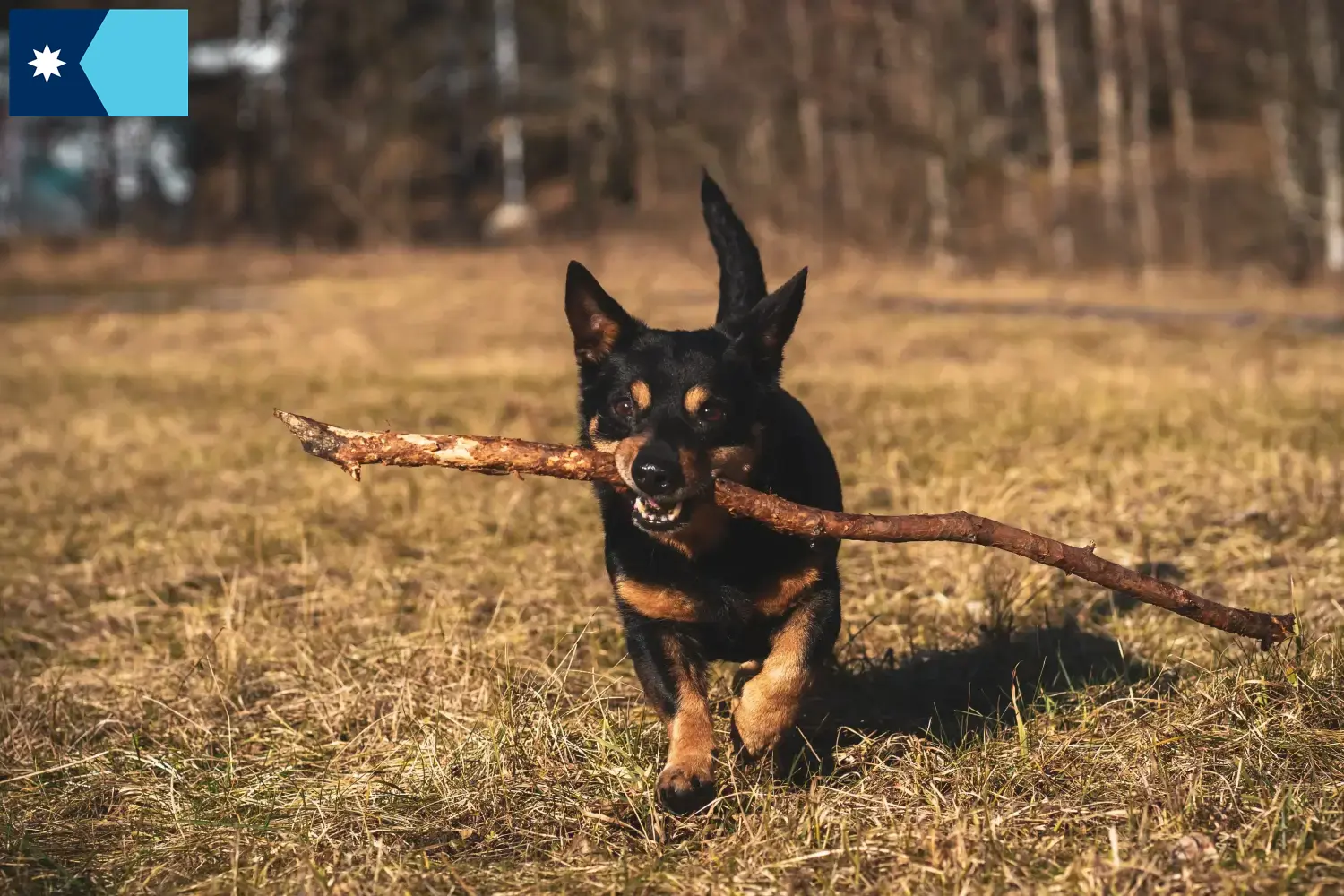 Read more about the article Lancashire Heeler breeders and puppies in Minnesota