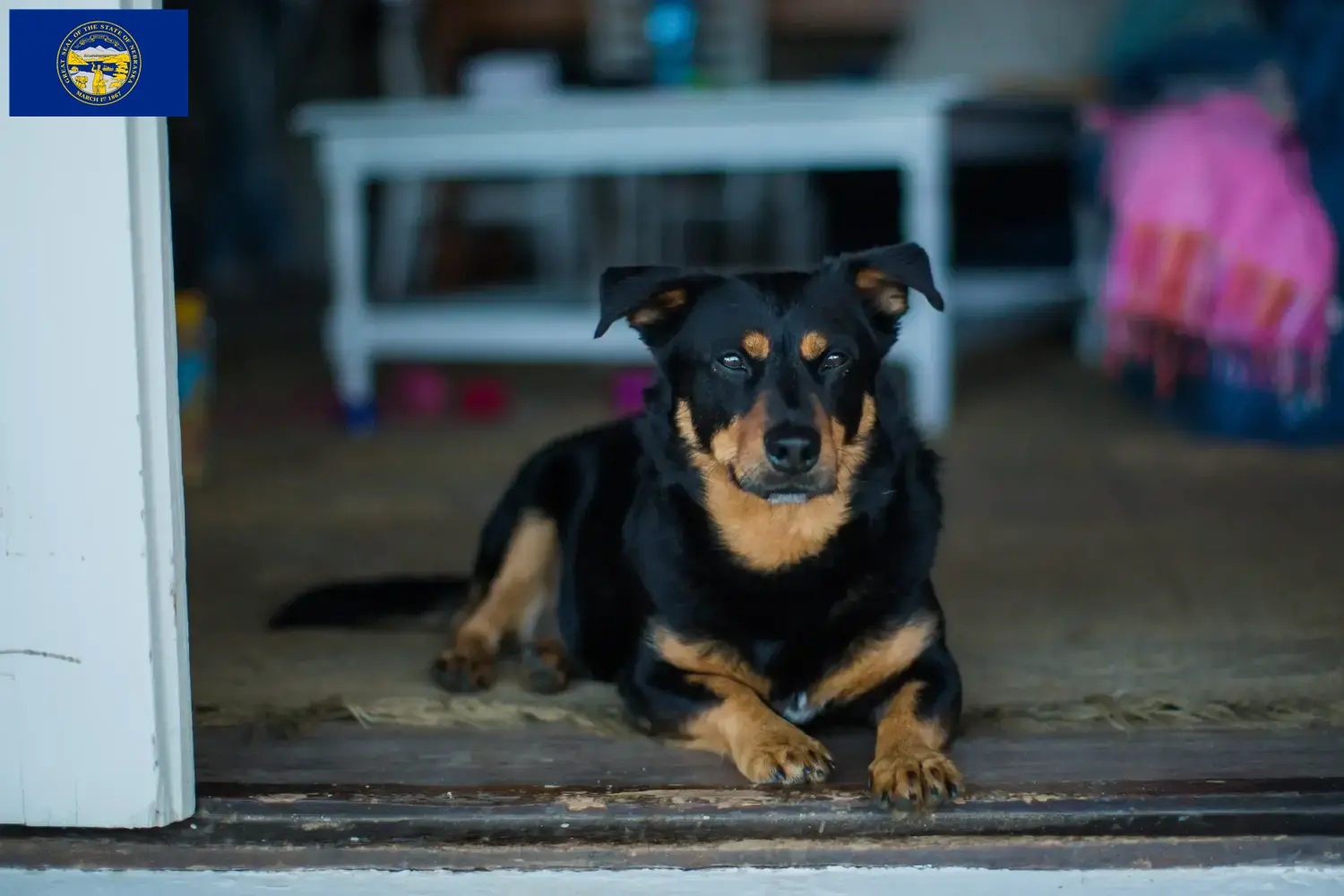Read more about the article Lancashire Heeler breeders and puppies in Nebraska
