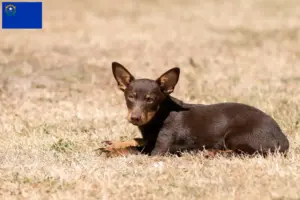 Read more about the article Lancashire Heeler breeders and puppies in Nevada