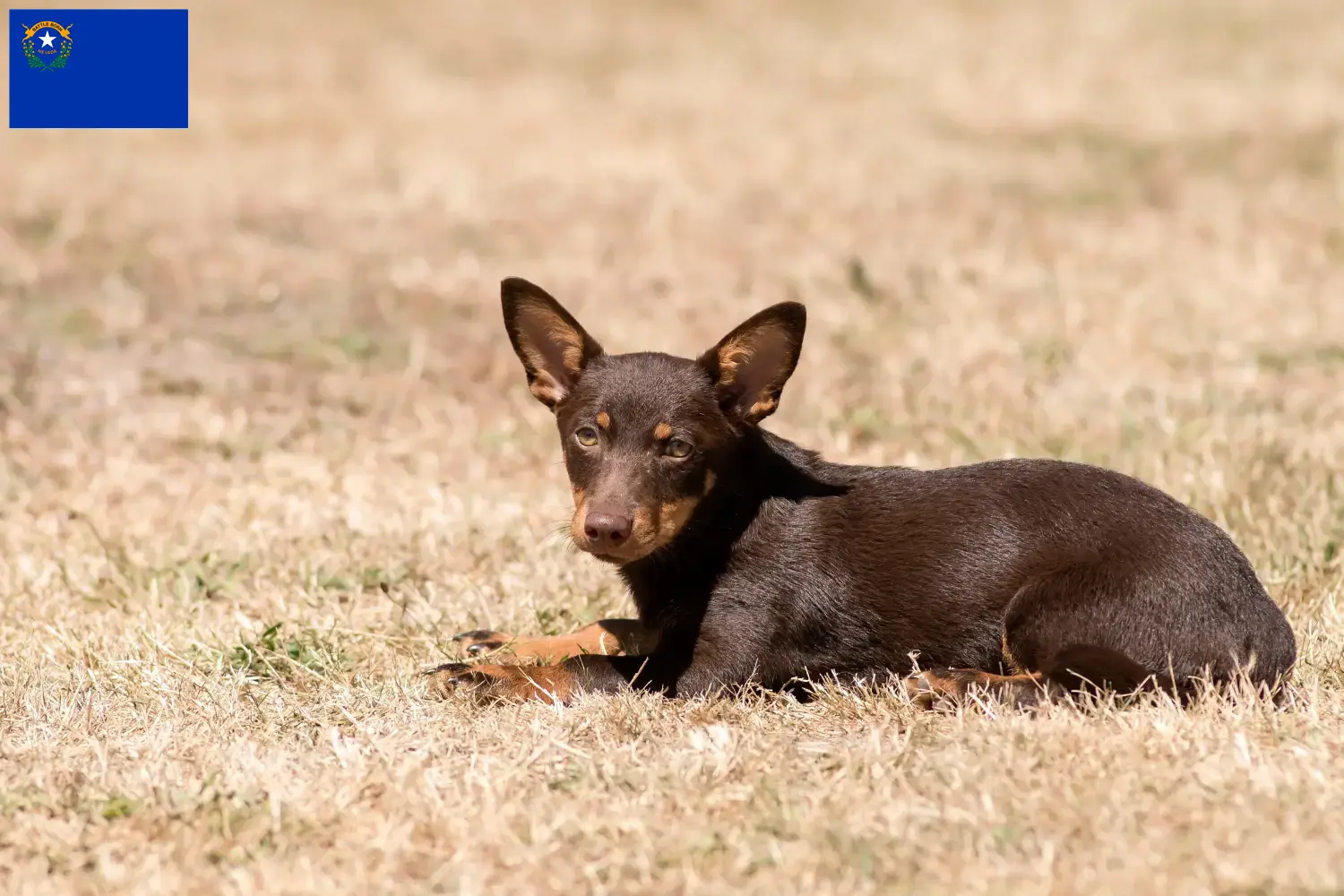 Read more about the article Lancashire Heeler breeders and puppies in Nevada