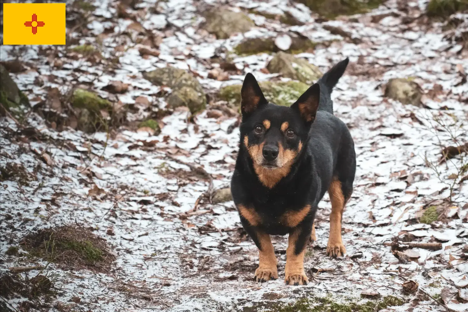 Read more about the article Lancashire Heeler breeders and puppies in New Mexico